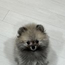 이호동물병원 이미지