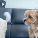 쭈너니 | 우리가 있어 따뜻한 연말2(곤지암리조트, 곤지암스키장, 곤지암렌탈샵, 잠실맛집 송리단길 고도식, 잠실...