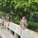 다이소 건너편 횡단보도 | [11.26-29] 베트남 다낭여행 4인가족 자유여행 - 3일차 ✈️🇻🇳