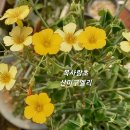 산미 이미지