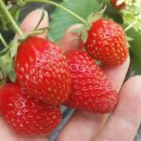 유촌농장 이미지