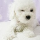 몽글몽글 이미지