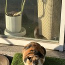 메디팜일산백약국 | 2월의 일상(2) (긴자료코,목동분식,LA갈비,봄동비빔밥,여수당일치기,바다김밥,노랑고래,장범준브런치쇼...