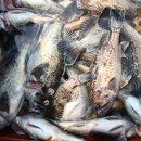 피쉬팩토리 이미지