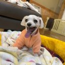 돌봐줄개 이미지