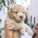 24시 더케어 동물의료센터 이미지