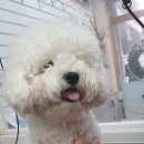 멍스바스 이미지