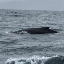 Iceland Travel Diary (7/18/19 ~ 7/30/19) - 10 (Dalvik • Whale-watching) 이미지