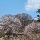 주읍리산수유꽃마을 이미지