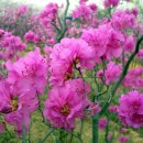 별따라꽃따라 이미지