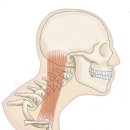 바른몸펴기(주간) | 오창PT수업 거북목 탈출하고 말린 어깨 펴기 후기