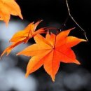 가을 사랑 -시 전진옥- 이미지