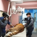 신축호랑이사 이미지