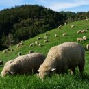 백두축산 이미지