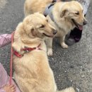 사랑할개 | 경기광주대형견목욕 스트레스 없이 맡긴 사랑할개 출장 케어 후기