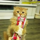 도도한고양이 이미지