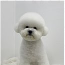 오쿠숑 이미지