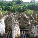 인삼펜다 고무나무 이미지