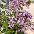 가덕 끝집 이미지