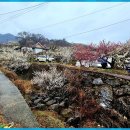 청매실농원 이미지