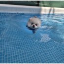 애견멀티샵 이미지