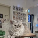 주정차단속-141 | 힐링 제대로 하고 온 홍대 고양이 멀티카페 마오🐱 평일 방문 후기