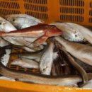 진도멸치 이미지