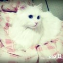 미요 이미지