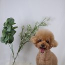 위드 더 독 이미지