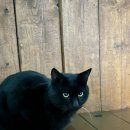 이호로 99 이미지