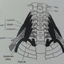 목의 전면부 (brachial plexus, artery, vein, muscle) 이미지