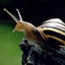 snail