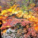 순창 메타세콰이어길 이미지