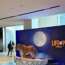 지에스(GS)25 분당라이프 | 연극 '라이프 오브 파이' gs 아트센터 1층 C블록 8열 1번 시야 후기