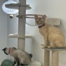 냥카페,루브 이미지