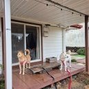 소롱코지 이미지