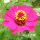 Re:길거리에서 핀 아름다운 꽃-용인 분당 건널목에서(2009.11.27) 이미지