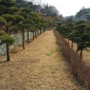용인로뎀파크교회