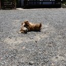 해송향기펜션 이미지