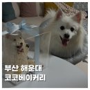 코코문구 - 포항시 남구 효성로 22-1 | [PET]부산 해운대 수제 강아지 케이크 코코베이커리 내돈내산 솔직후기