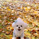 애완동물 소품(옷)만들기 | 미니 비숑 아트돌 제작｜강아지 유모차 화보 촬영 소품부터 팝업 전시까지 가능한 리얼 더미 인형 만들기