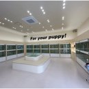 인천강아지분양 홍스퍼피 본점 이미지