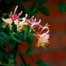 인동초등학교 이미지