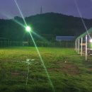 도그엔젤 이미지