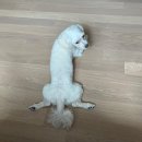 덕은하이동물병원 이미지