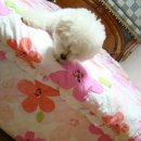 공굴러 가유 이미지