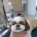 도그트리 이미지