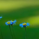 올바르개 이미지