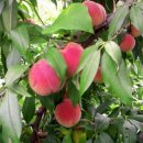 마이산 흑염소 농장 이미지