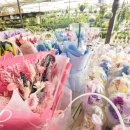 경기꽃화훼 이미지